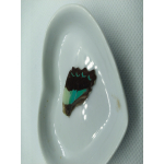 Vlinder vleugel nr 2